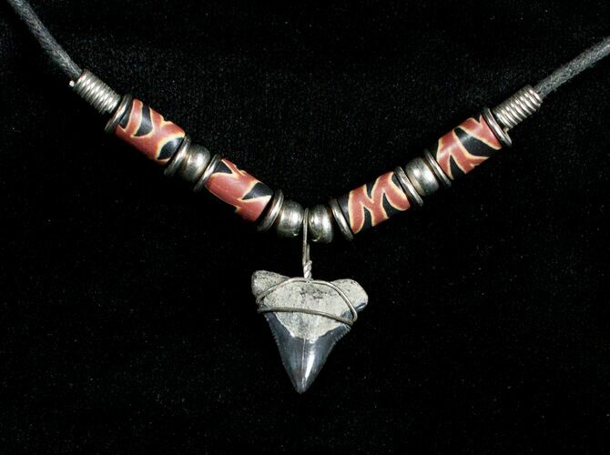 Fossil Bull Shark Tooth Necklace #3535